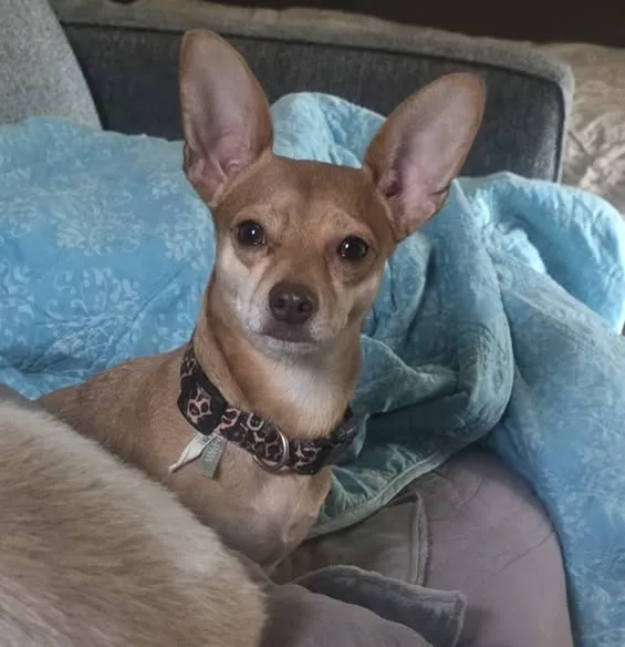 Peanut - Photo 1