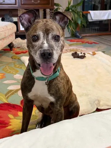 Mojo
