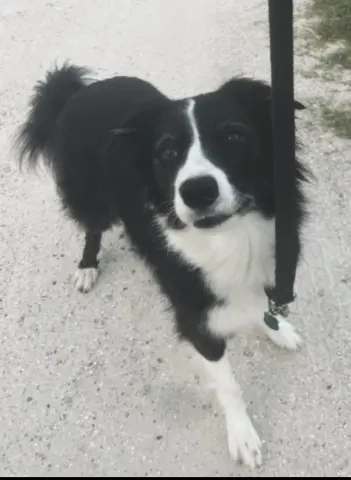 Stella