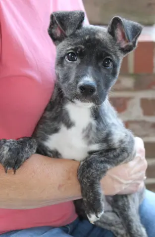 Mogley
