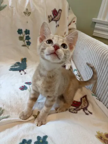 Louie