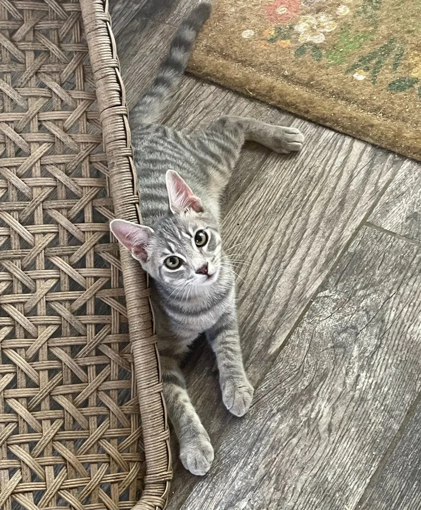 Juno - Photo 1