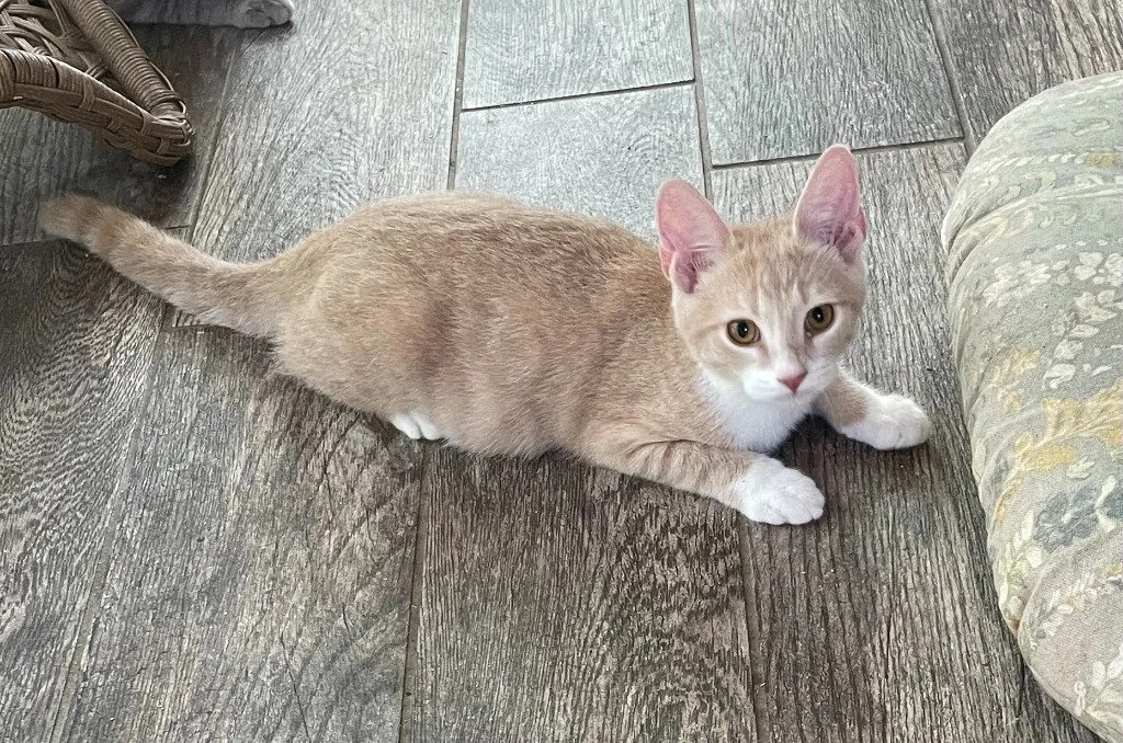 Nacho - Photo 1