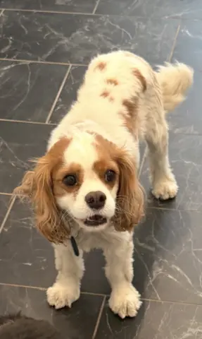 Beau
