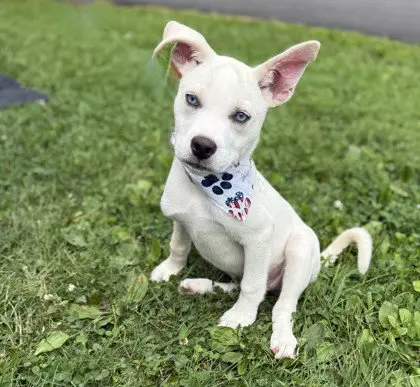 Puppy Yuppy
