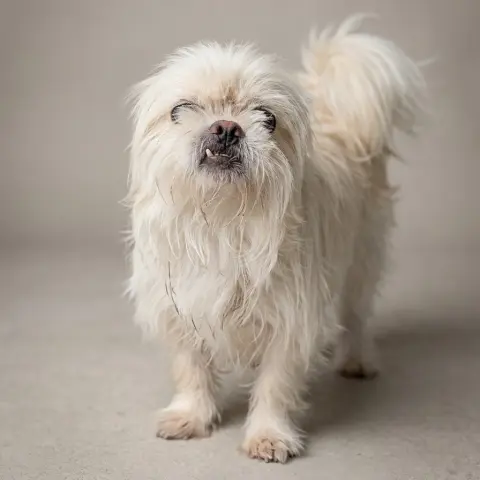 Bonkers