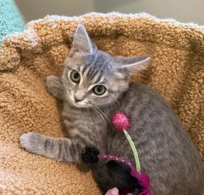 Penny
