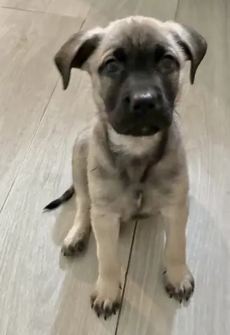 Olive