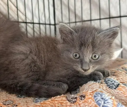 Kittens