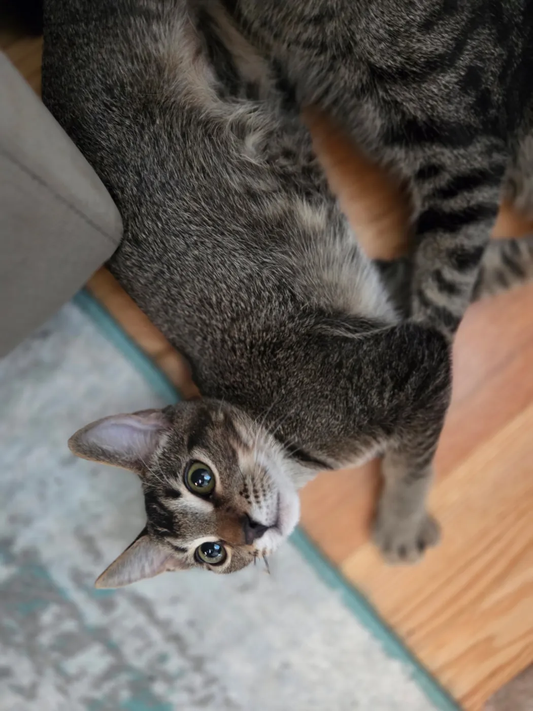 Cocoa Puff - Photo 1