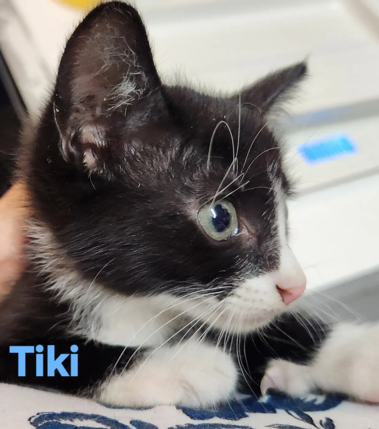 Tiki - Photo 1