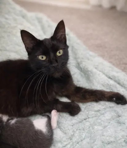 Juno
