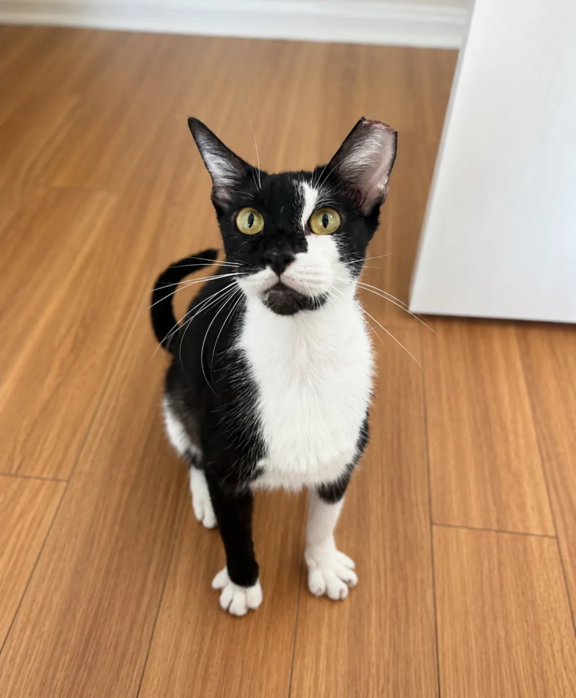 Oreo - Photo 1