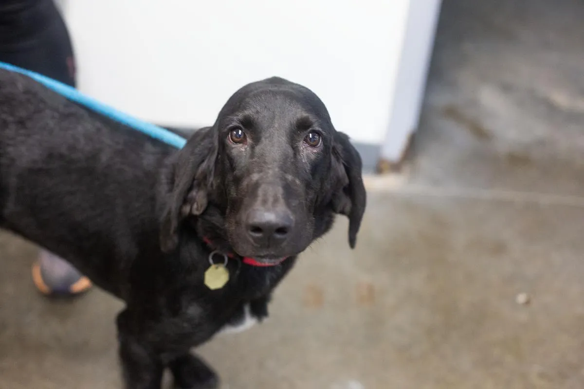 Molly - Photo 1
