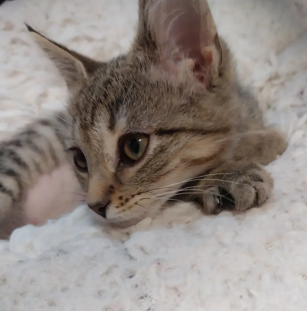 Perdita - Photo 1