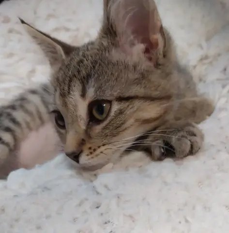 Perdita