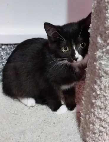 Meko
