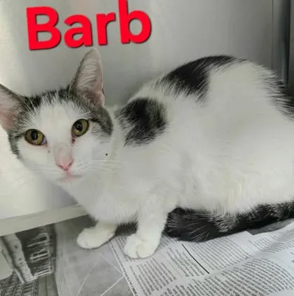 Barb - Photo 1