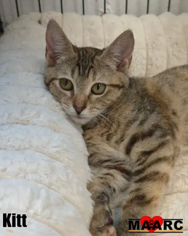 Kitt