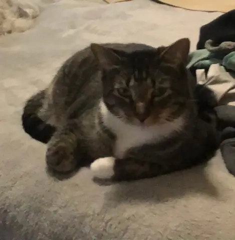 Mitts