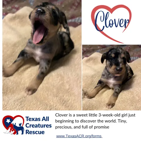 Clover