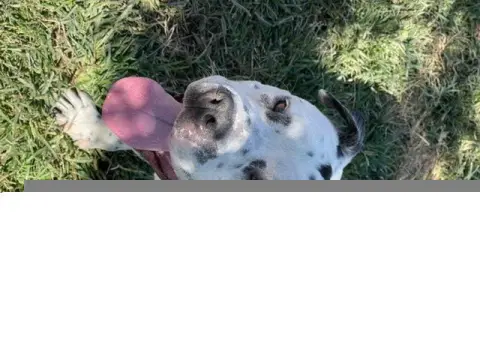 Chubbs