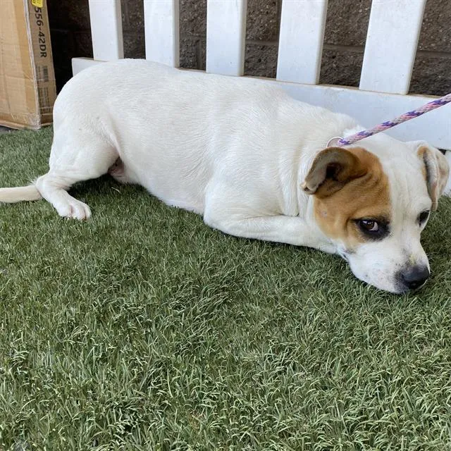 Buddy - Photo 1