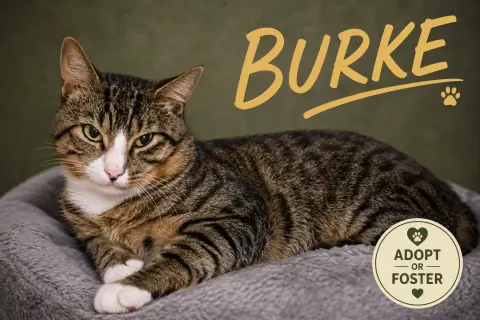 Burke