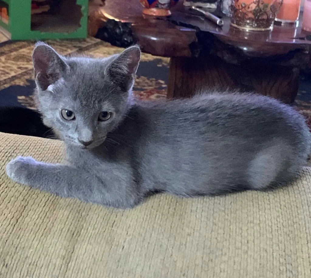 Wyatt - Photo 1