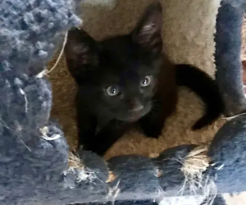 Morgan