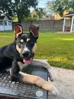 Baby Boy