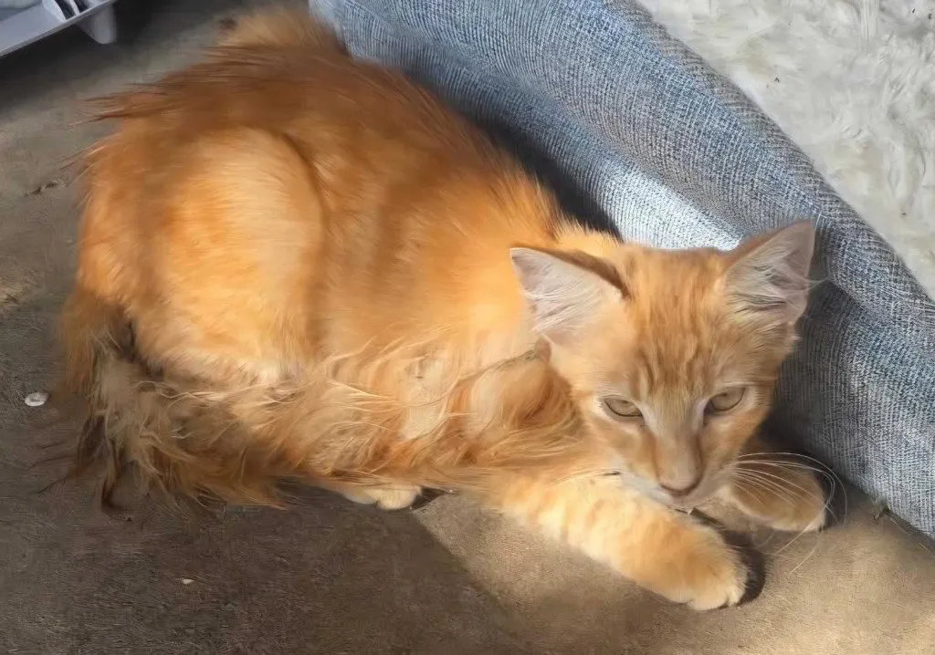 Simba - Photo 1