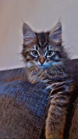 Minnie