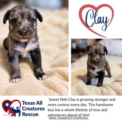 Clay