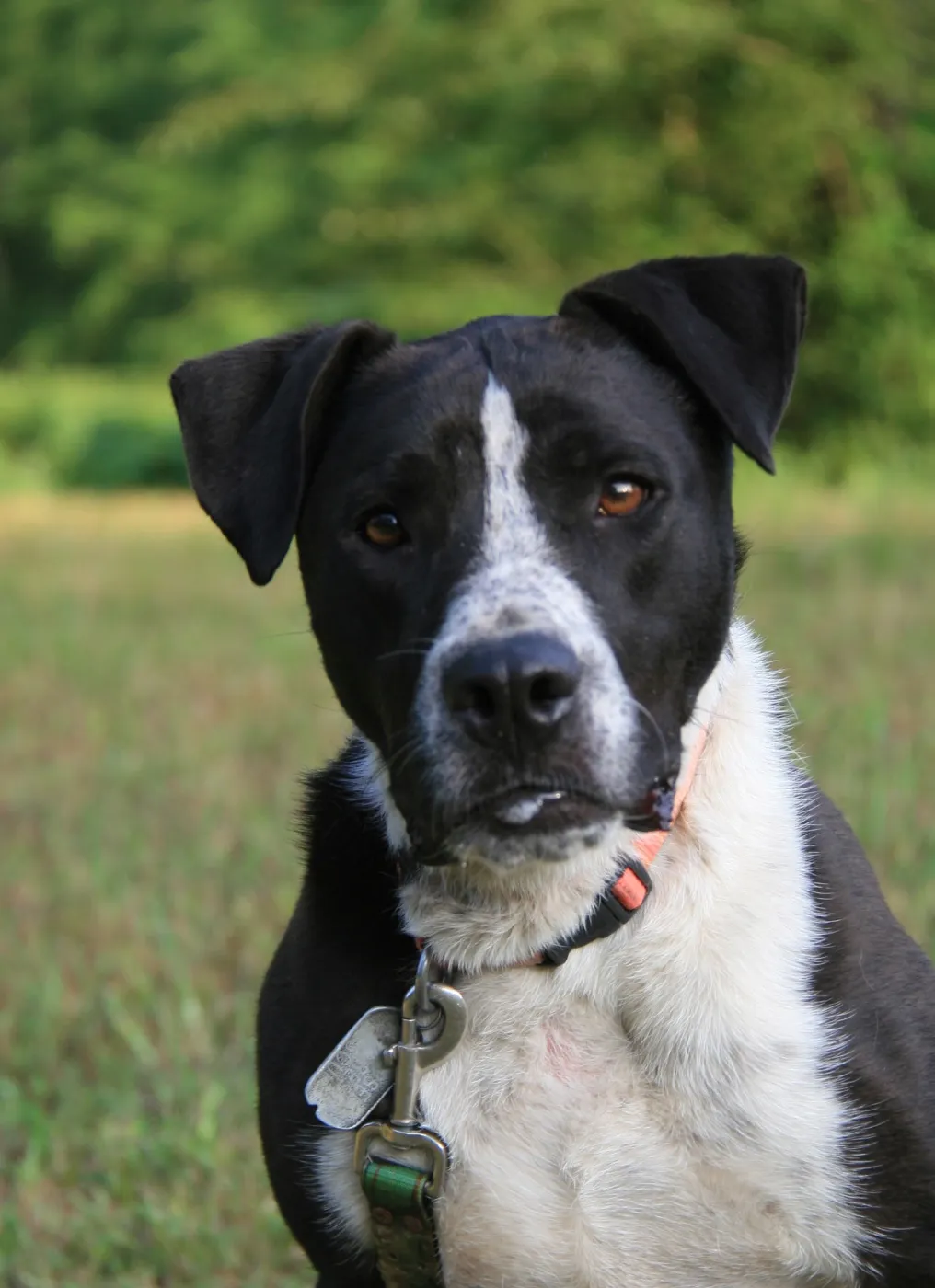 Oliver - Photo 1