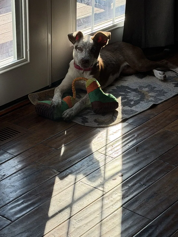 Luna - Photo 1