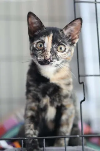 Bambi