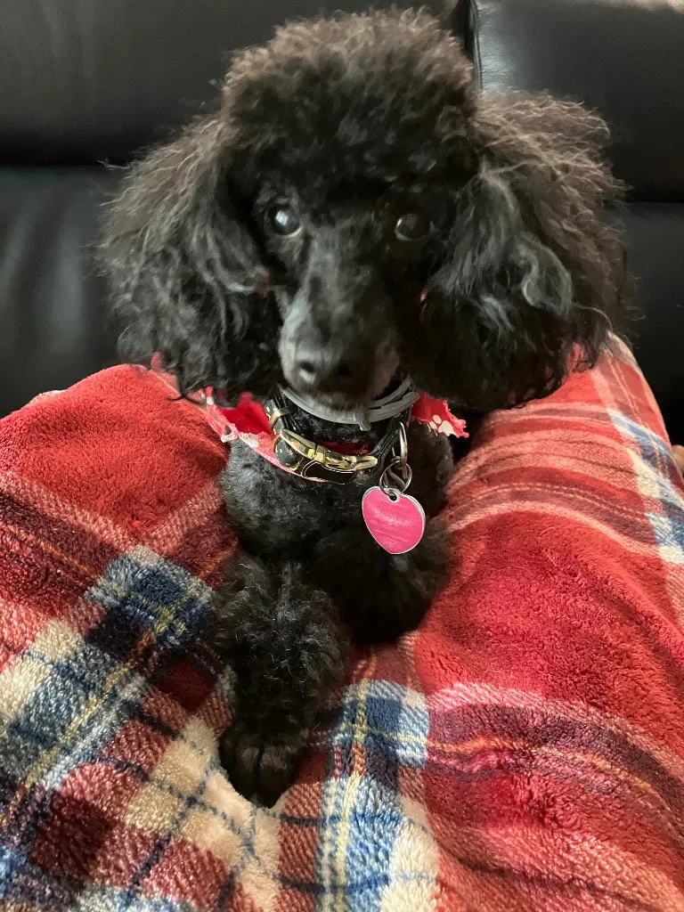 Opie - Photo 1