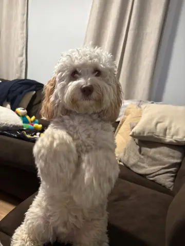 Otis