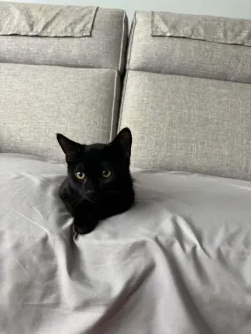 Patriot