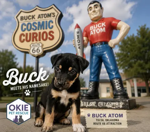 Buck