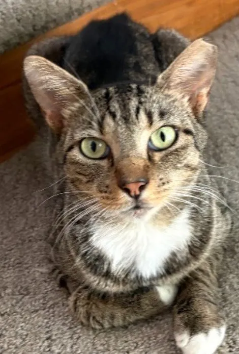 Sir Winston - Photo 1