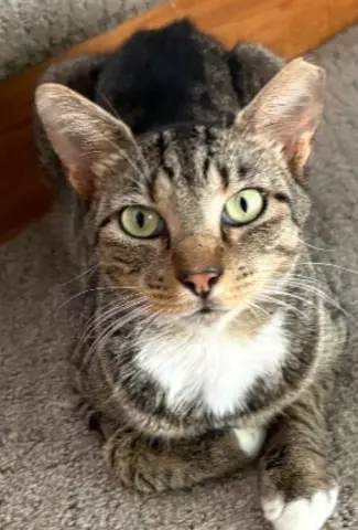 Sir Winston