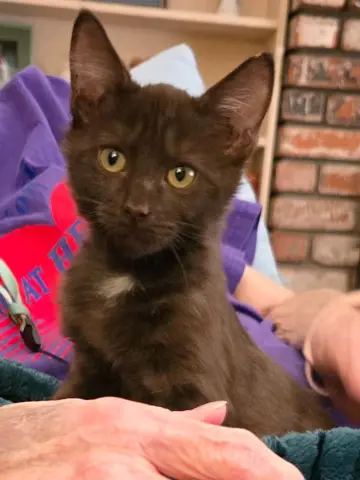Brownie