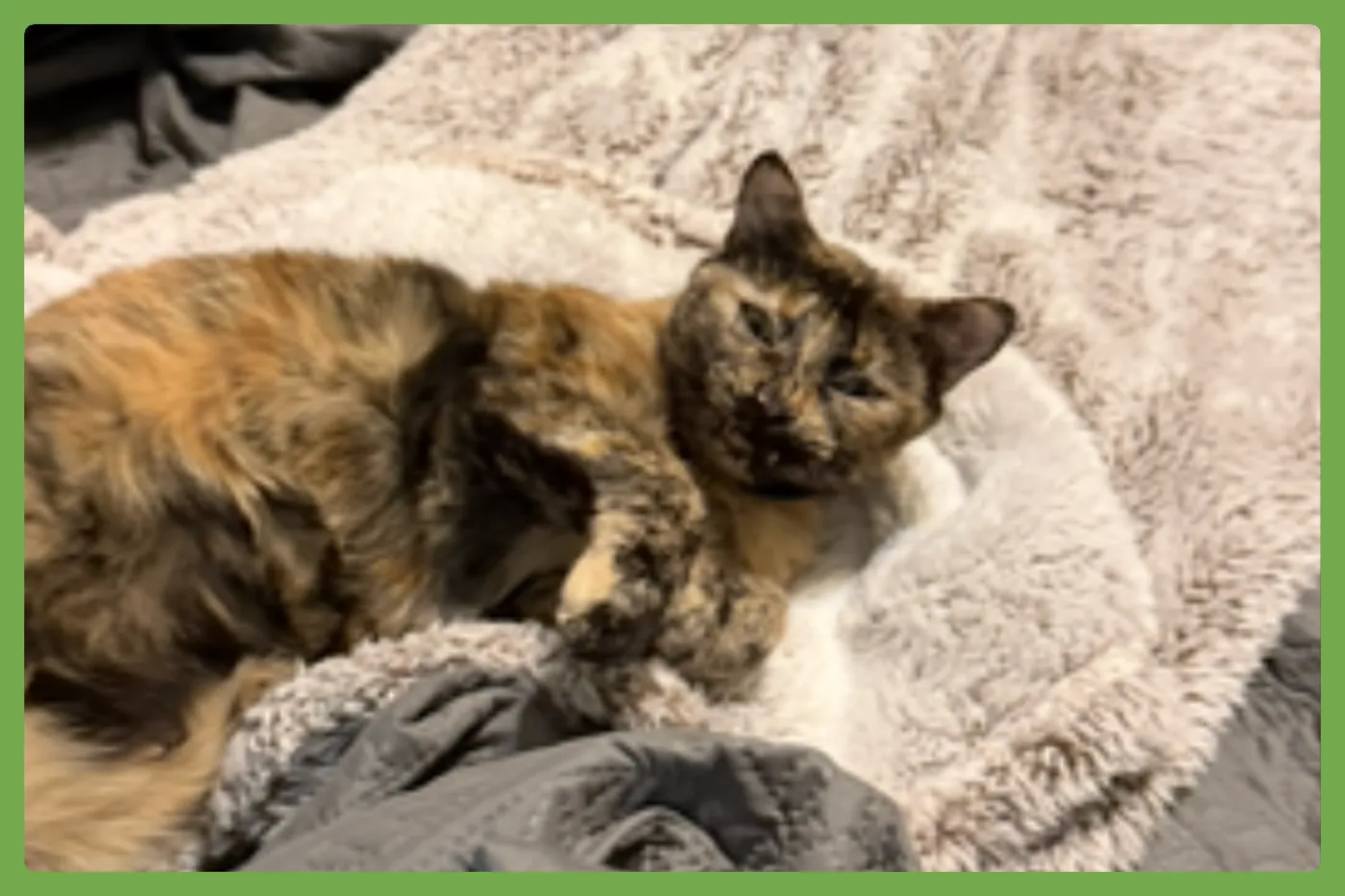 Snickers - Photo 1