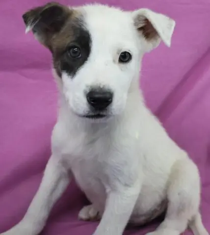 Finn