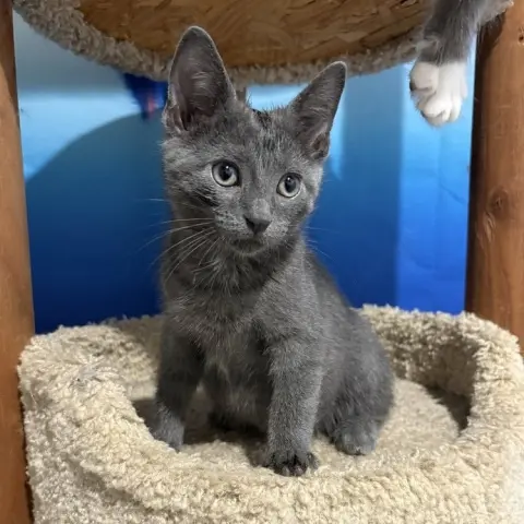 Rocket