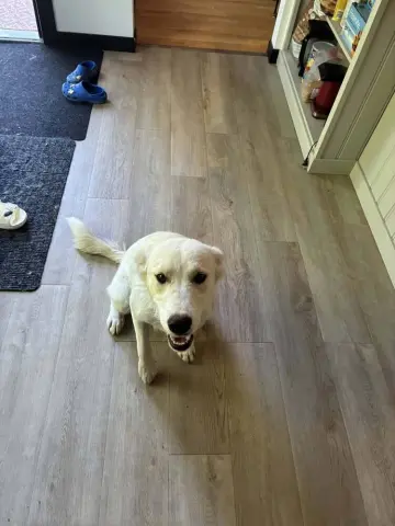 Marlo