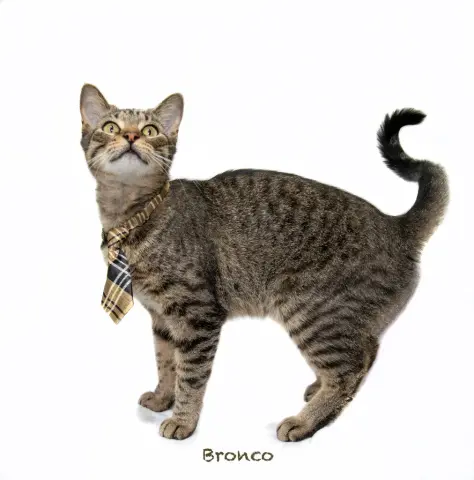 Bronco