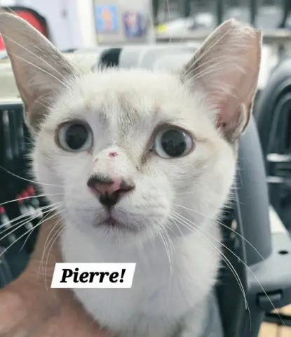 Pierre